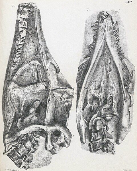 File:Thalassiodracon skull.jpg