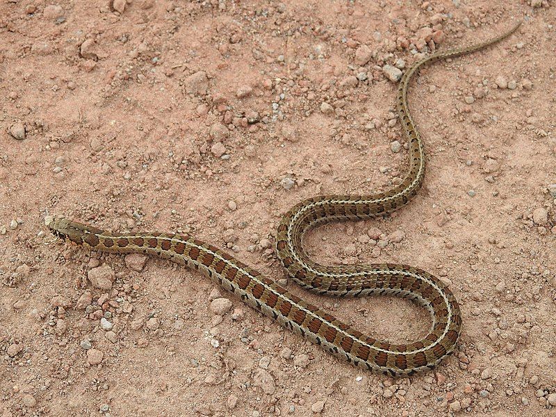 File:Thamnophis scalaris.jpg