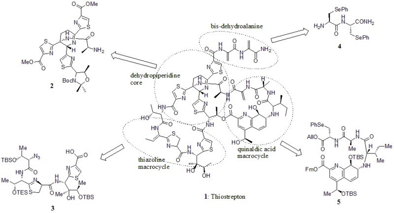 File:Thiostrepton building block.png