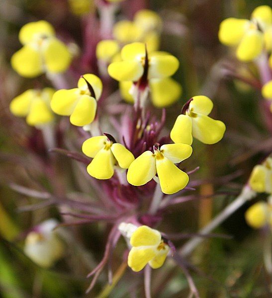 File:Triphysaria eriantha.jpg