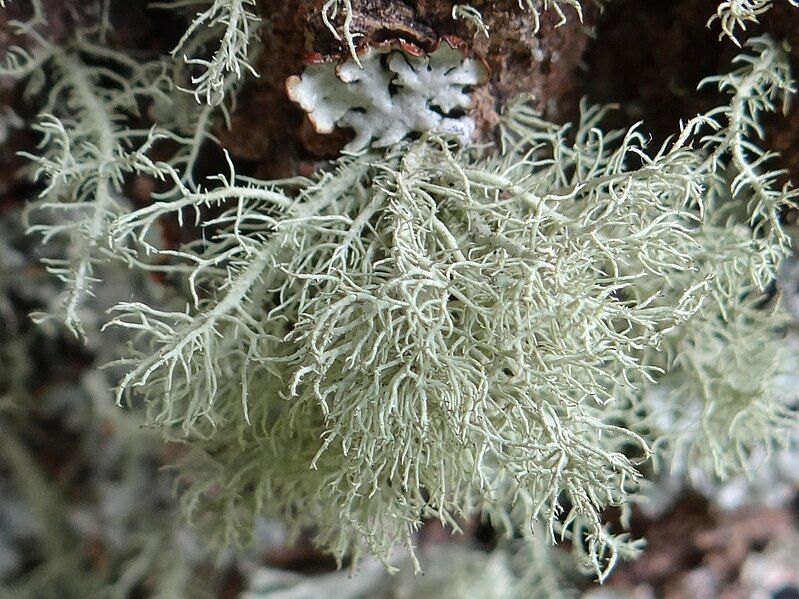 File:Usnea hirta MS4.jpg