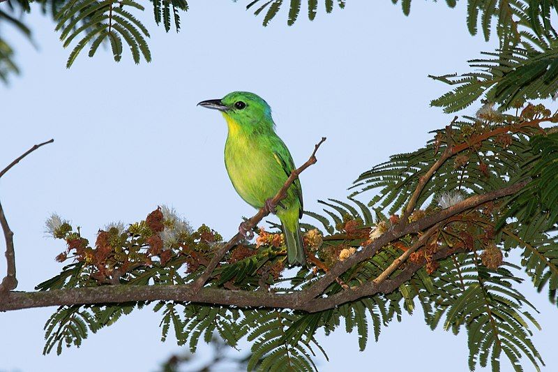 File:Vireolanius pulchellus -Panama-8a.jpg