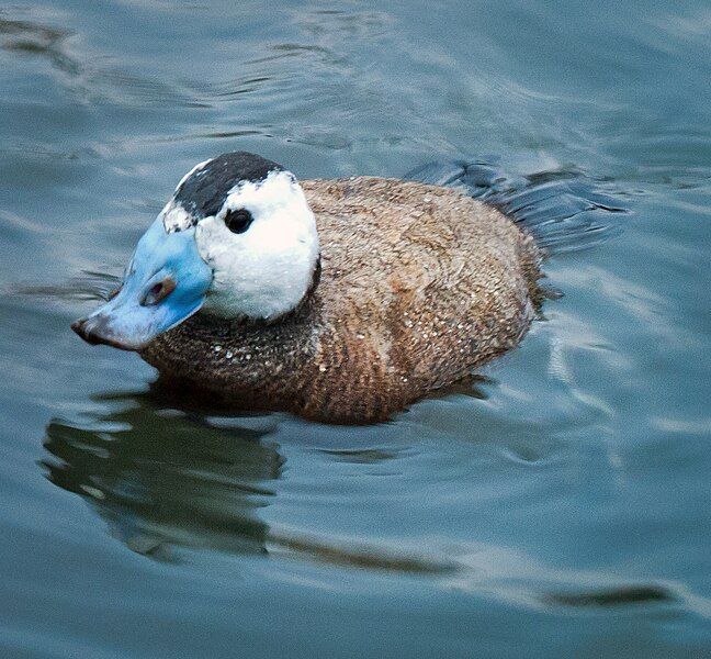 File:Whiteheadduck.jpg