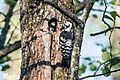 White-backed woodpecker