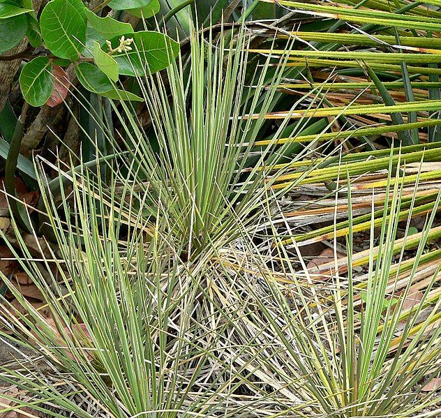 File:Yucca standleyi 1.jpg