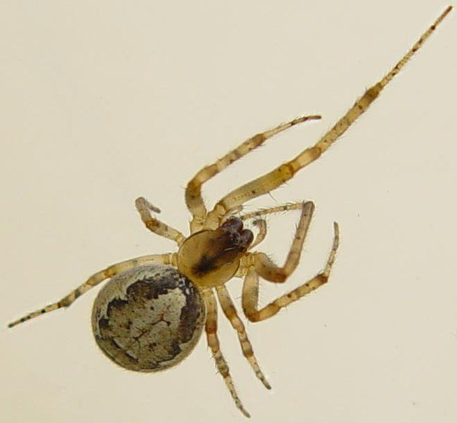 File:Zygiella x-notata f.jpg