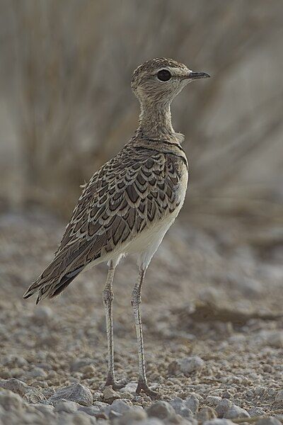 File:2012-double-banded-courser.jpg