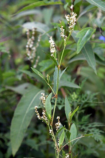 File:Aconogonon alpinum 4.JPG