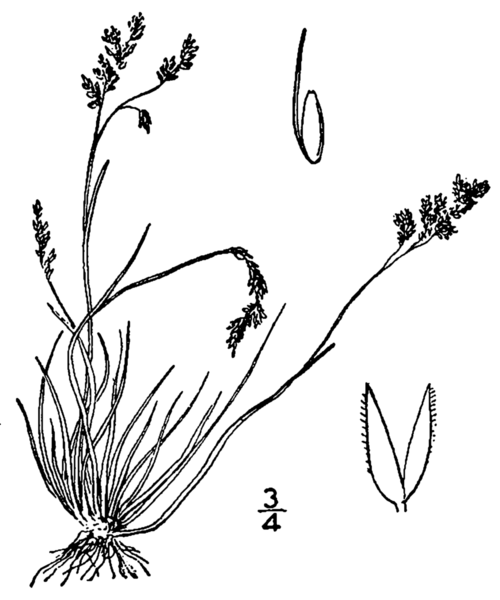 File:Agrostis mertensii BB-1913.png