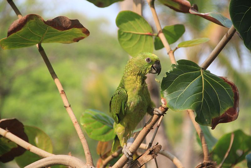 File:Amazona auropalliata -Guatemala-8.jpg