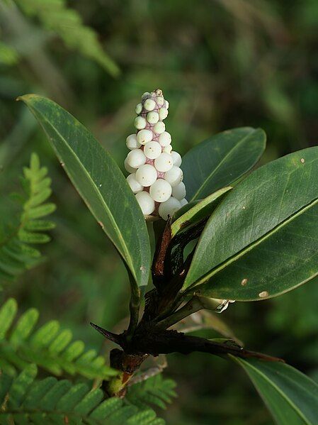 File:Anthurium obtusum (habitus).jpg