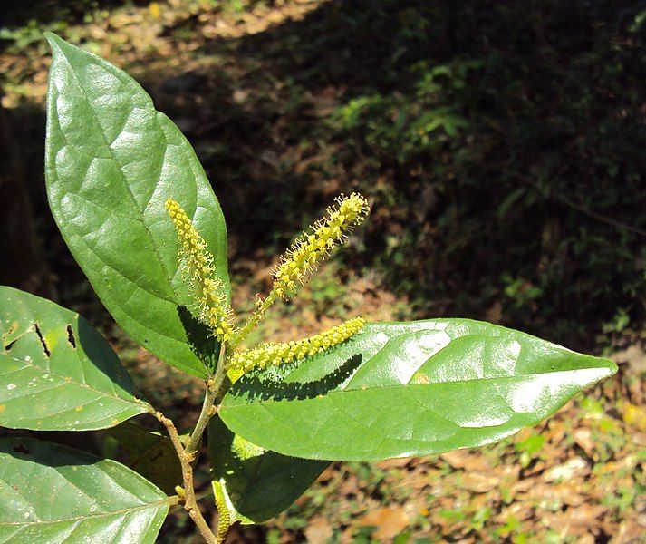 File:Antidesma montanum Blume.jpg