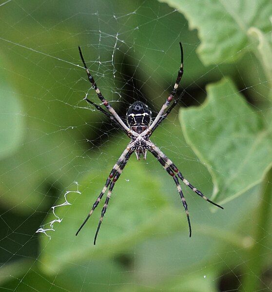 File:Argiope argentata (Galapagos).JPG