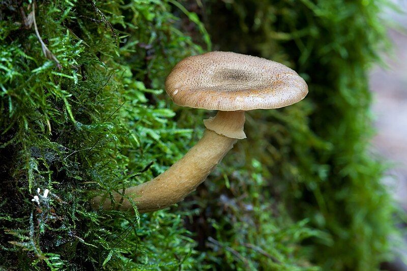 File:Armillaria hinnulea 5969.jpg