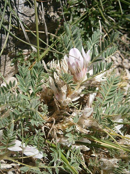 File:Astragalus sempervirens 003.JPG