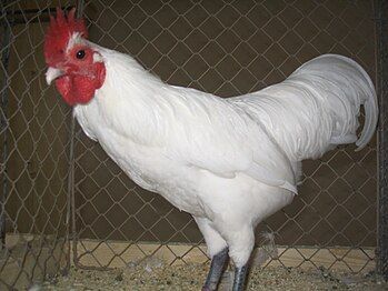 White bantam cock