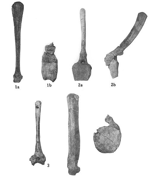 File:Barsboldia sicinskii.jpg