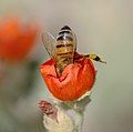 Western honey bee in a Sphaeralcea flower. Mesa, Az