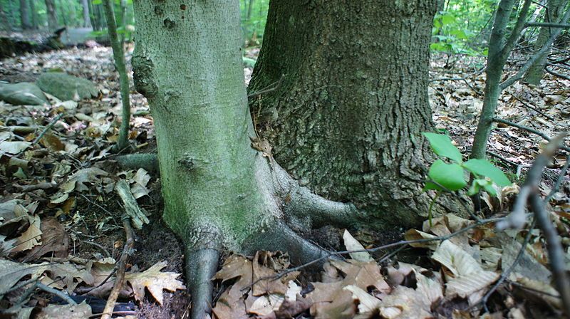 File:Beech-Maple Relationship.JPG