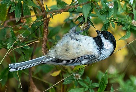 Black-capped chickadee, by Rhododendrites