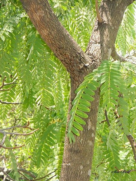 File:Brachystegia boehmii02.jpg