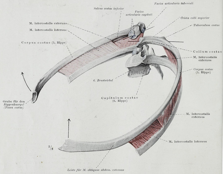 File:Braus 1921 91.png