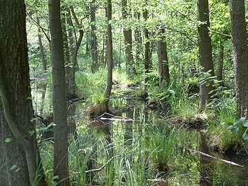 Alder carr in Germany