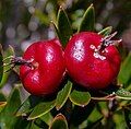 Flattened, round-ovate, red, edible fruit