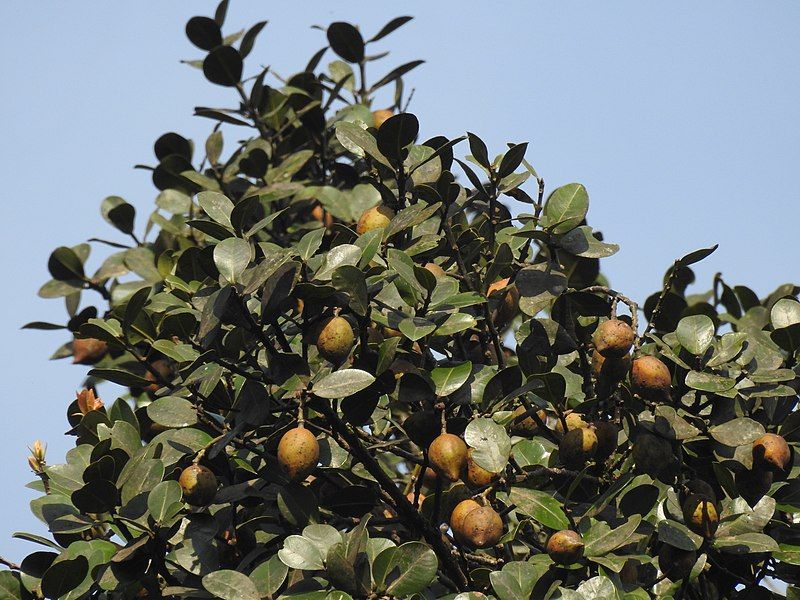 File:Calophyllum austroindicum DSCN5904.JPG