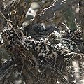 House Finch nestlings