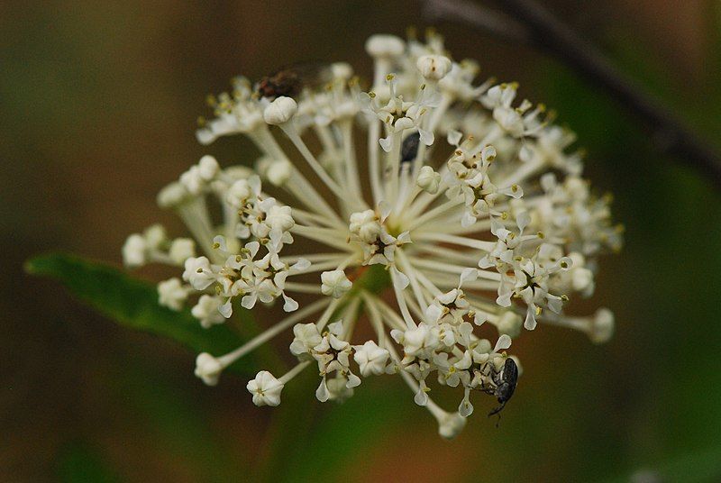 File:Ceanothus herbaceus (8932370773).jpg