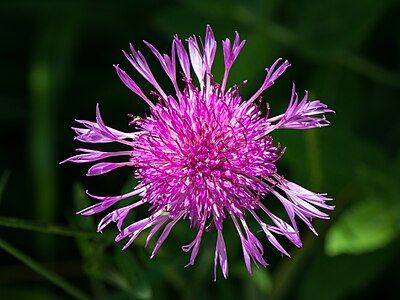 Centaurea jacea, by Uoaei1