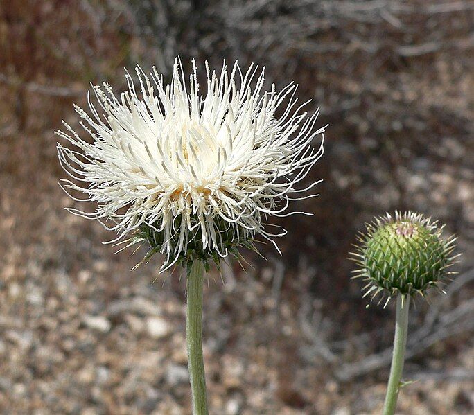 File:Cirsium neomexicanum 2.jpg