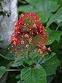 Clerodendrum paniculatum