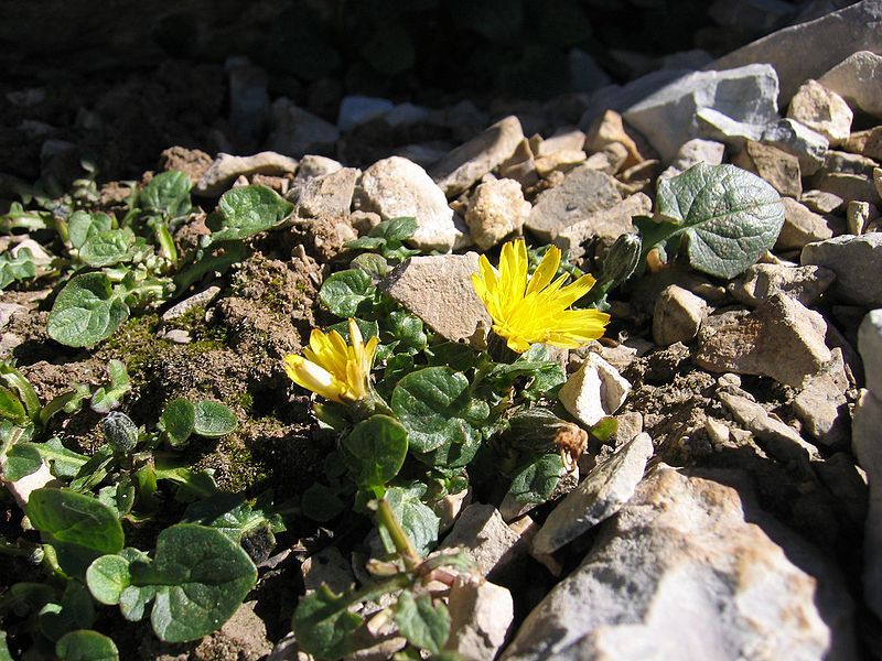 File:Crepis pygmaea.jpg