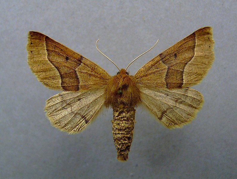 File:Crocallis tusciaria 01.JPG