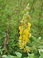 Crotalaria pallida