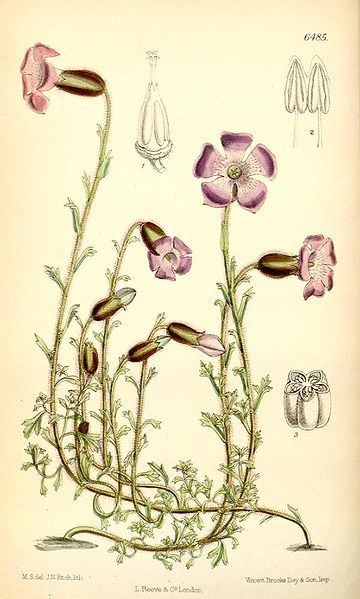 File:Cyananthus lobatus.jpg