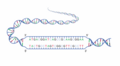 DNA strand sections (wrong colors, no chromosomes