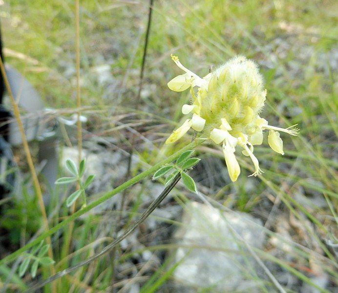 File:Dalea aurea.jpg