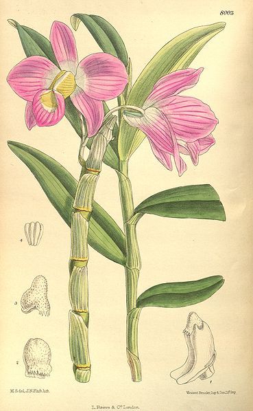 File:Dendrobium regium.jpg