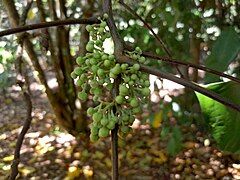 Flower buds