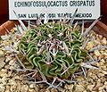 Echinofossulocactus crispatus