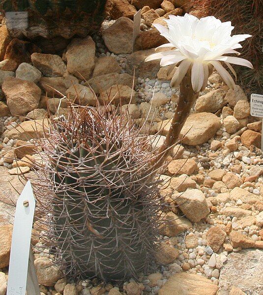 File:Echinopsis leucantha 01.jpg