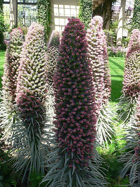 File:Echium wildpretii 2.jpg