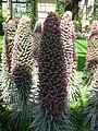 Echium wildpretii