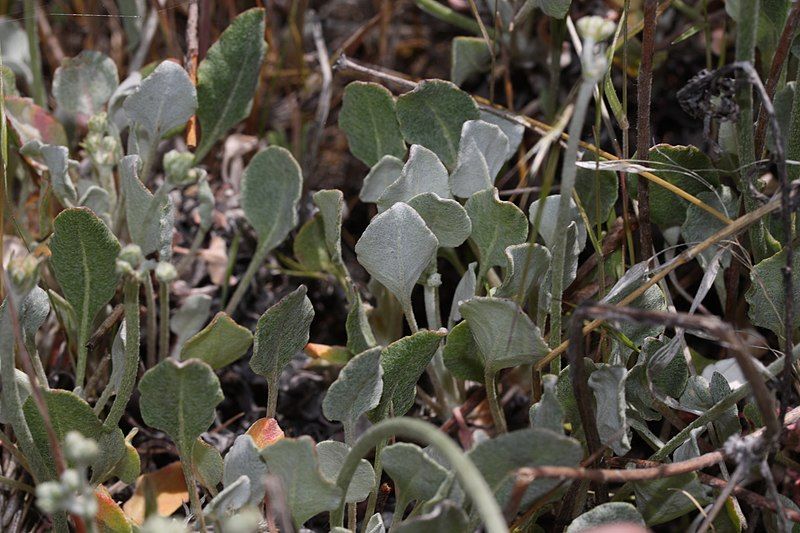 File:Eriogonum strictum 9240.JPG