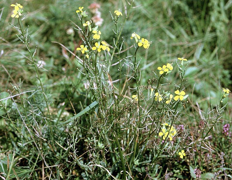 File:Erysimum crepidifolium W.jpg