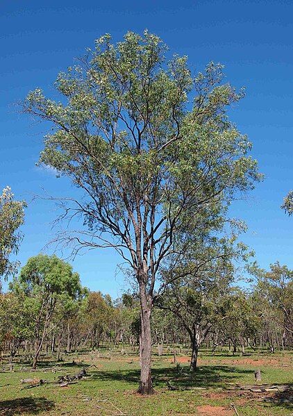 File:Eucalyptus exserta tree.jpg