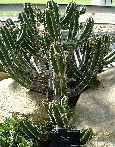 File:Euphorbia echinus.jpg